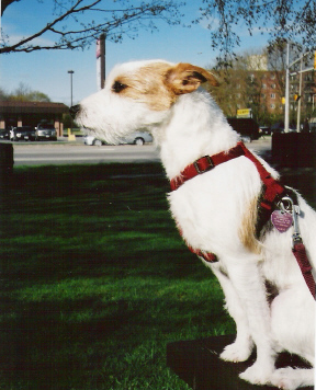 Ronny's Jack Russell Terrier, Daisy