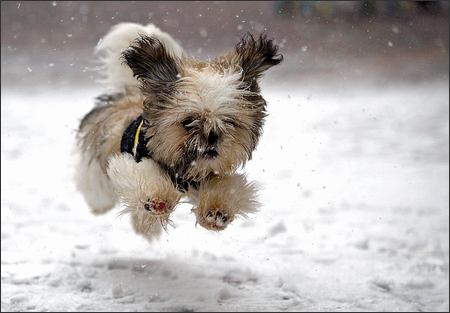cc's dog might grow up to be this big.
