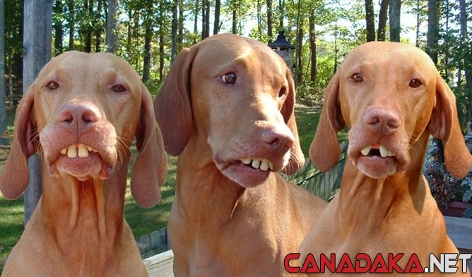 I picked up three hunting dogs from My in-laws. They said the dogs dont have papers but its more than obvious that theyre from same litter and pure bred.
