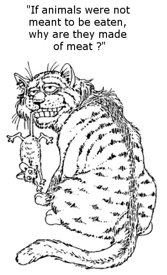 cat&mouse