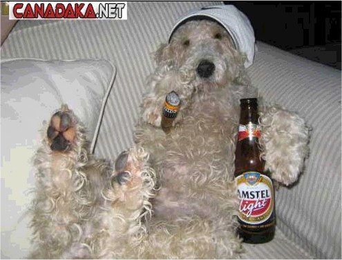 Badass dog...