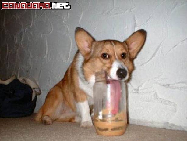 Anyone want a peanut-butter sandwich????
