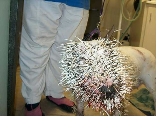 pitbull meets porcupine....