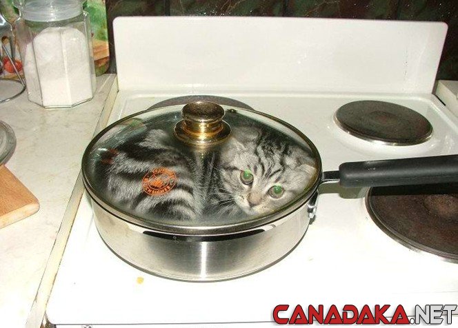 Look I have mine on now !! Stir fry !!!!!!!!