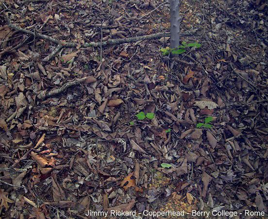 Find the copperhead - he's in there somewhere