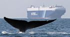 Mariner's guide to B.C. whales urges ship captains to slow down