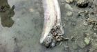 Locals are freaking out over the weird-as-hell carcasses washing up in the Philippines