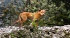 He Was Searching For Intersexual Pigs And Ended Up Finding The World's Rarest Dog | The Huffington Post