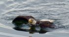 Bald eagles spotted swimming in Belcarra, B.C.