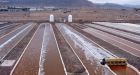 Engineered algae puts half of its carbon into fats for biofuels 