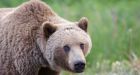 Aggressive grizzly bear harasses Dempster Highway travellers