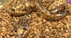 Gold nuggets, long associated with the Klondike, become even rarer