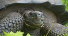Giant tortoise, huge carnivorous plant among Top 10 new species of 2016