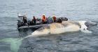 New model confirms endangered right whales are declining