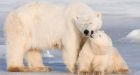 New chemical cocktails found in Hudson Bay polar bears | CTV News