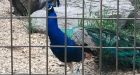 Peacock killed by lions at Calgary Zoo