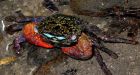 These cocky male crabs do a victory dance to 'browbeat' their defeated opponents