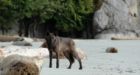 National park beach closed in B.C. after wolf attacks