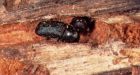 Pine beetles from Jasper National Park moving in to commercial forests