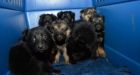 Dozens of dogs rescued from northern Alberta town look for new homes