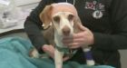 Beagle found near Ottawa with six gunshot pellets in head