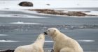 Arctic climate change being felt farther south, scientists say
