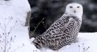 Vehicles hit three snowy owls in southern Ontario in past week