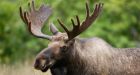 9 people face almost 190 charges related to illegal moose harvesting