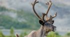 'Very dire situation': Disappearance of Alberta's caribou threatens centuries-old way of life