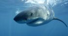 Researchers hope to find shark mating sites off N.S.