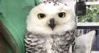 Snowy owl survives apparent fiery flight through methane flare