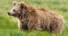 Meet Yeti, the so-called abominable snowman that science yet again says is just a bear
