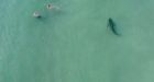Watch a tiger shark swim near unsuspecting swimmers at Miami beach
