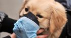 5 more dogs test positive for canine influenza in Canada