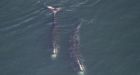 Scientists haven't seen any North Atlantic right whale calves in usual areas