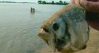 Piranha relative with �human-like� teeth chomps down on Oklahoma girl�s fishing line