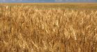 The nightmarishly complex wheat genome finally yields to scientists 