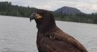 The eagle has landed: Bird of prey swoops in on B.C. fishing trip