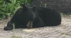 Black bear on the loose in Ottawas Byward Market