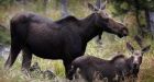 B.C. First Nations ban moose hunt after wildfires destroy habitats