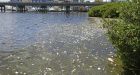 Toxic red tide algae moves north near Tampa Bay, killing hundreds of thousands of fish