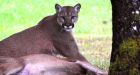 Fresh from a kill, this cougar stares down B.C. woman in 'terrifying' encounter