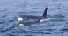 Ailing orca J50 is likely dead, lead researcher says
