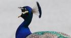 Behold the Peacock: a fowl with the power to divide a B.C. neighbourhood