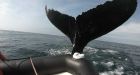 Video captures collision between whale and tour boat