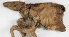 'Spectacular' mummified ice age wolf pup, caribou calf found at Yukon mine sites