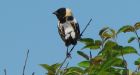 P.E.I. farmers delay first cut of hay to protect birds