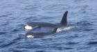 Ailing orca J50 declared dead by scientists