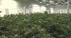 Canadian pot sector workers could face big troubles at the U.S. borders says analyst