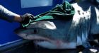 Research group tags its first great white shark in Canadian waters